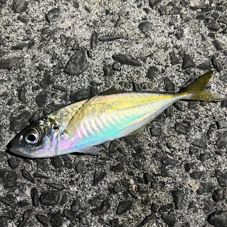 泳がせ釣りのコツ 簡単仕掛けでサビキの合間にブリget 釣りケンfishing